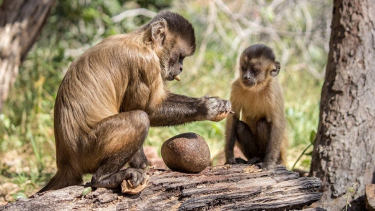 Capuchin monkey